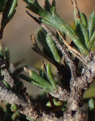 Osteospermum spinescens