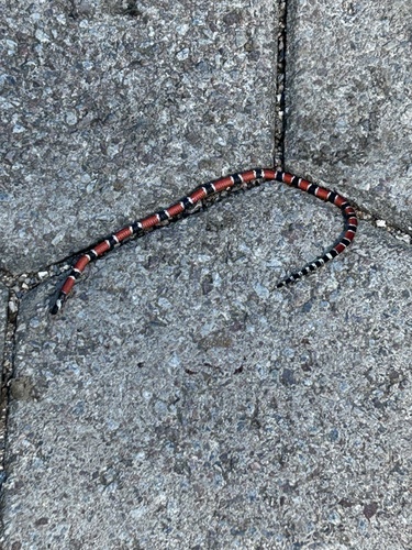 Painted Coralsnake