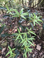 Quercus sessilifolia