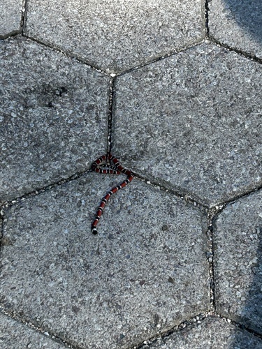 Painted Coralsnake
