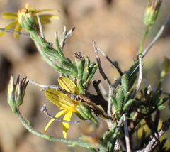 Osteospermum spinescens