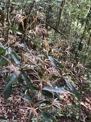 Quercus sessilifolia