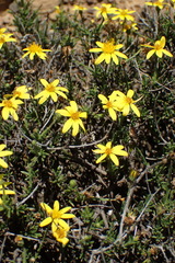 Osteospermum spinescens