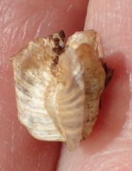 Osteospermum spinescens