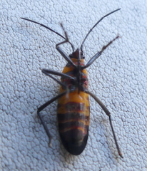 Oncopeltus famelicus