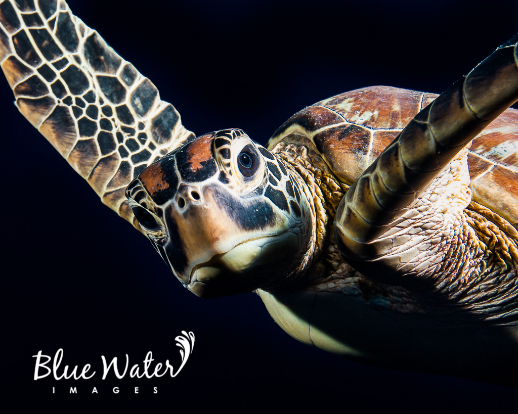 Green Sea Turtles