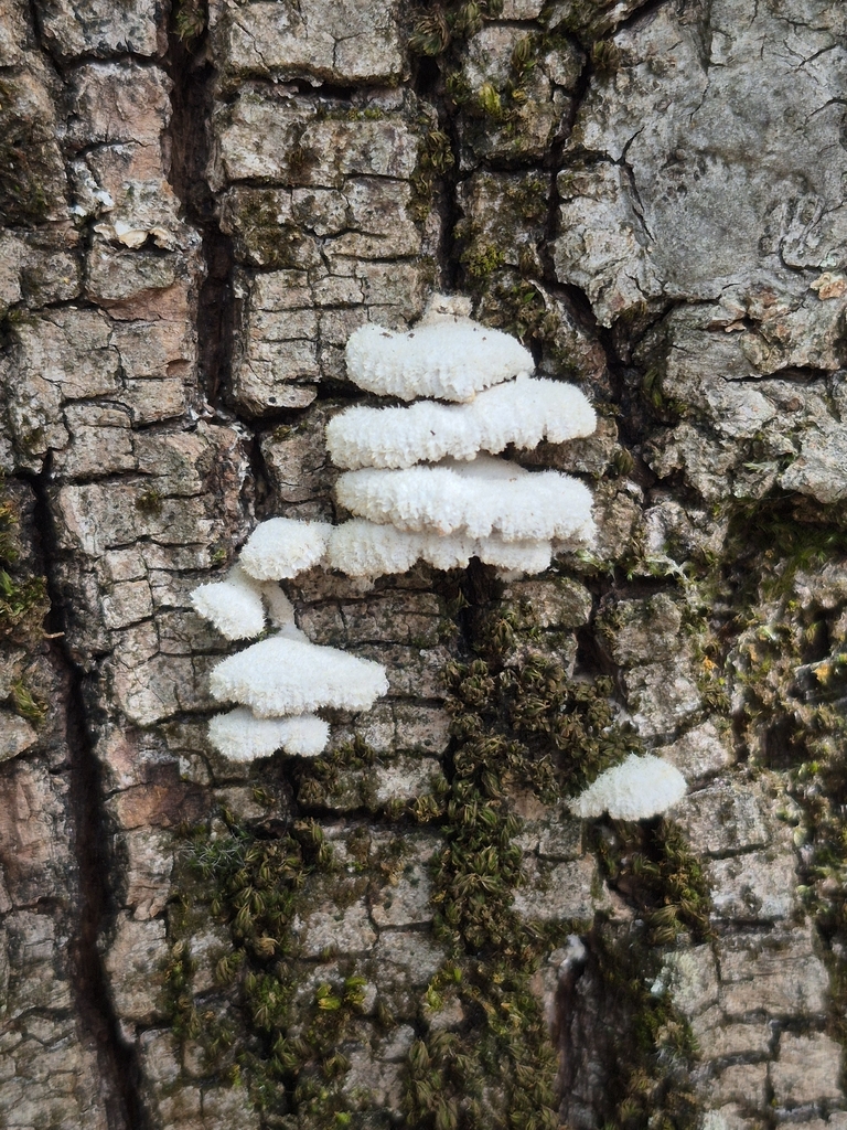 Schizophyllum commune · April 2026 · photo: © christine1104 (iNaturalist, cc-by)