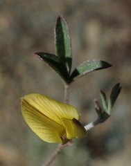 Lotononis tenella