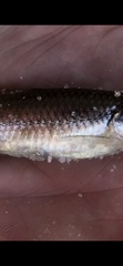 Notropis texanus