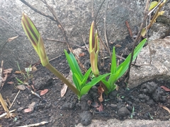 Crinum ornatum