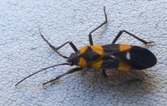 Oncopeltus famelicus