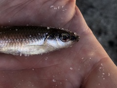 Notropis texanus