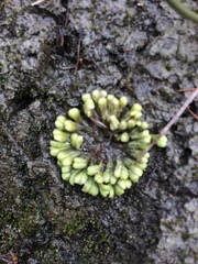 Ricciaceae