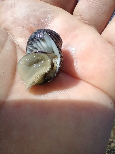 Nerita scabricosta