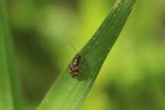 Orthops