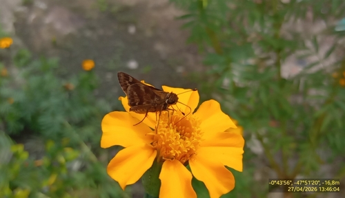 Pompeius Skipper