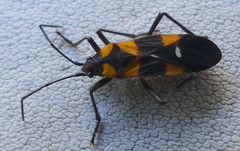 Oncopeltus famelicus