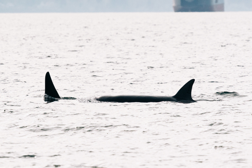 Orcinus orca rectipinnus