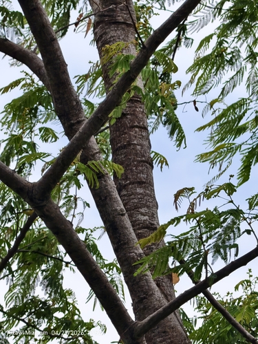 Albizia chinensis observed 2026-04-27