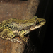Lesser Snouted Tree Frog - Photo (c) Martin Arregui, some rights reserved (CC BY-NC), uploaded by Martin Arregui