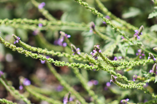 iNaturalist observation photo of western vervain