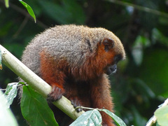 Toppin's Titi Monkey photo 3