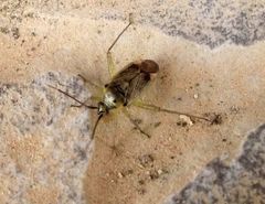 Closterotomus trivialis