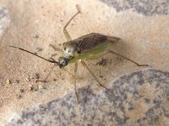 Closterotomus trivialis