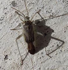 Closterotomus trivialis