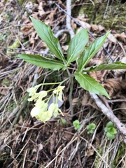 Cardamine enneaphyllos