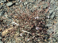Hermannia diversistipula diversistipula