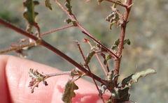 Hermannia diversistipula diversistipula