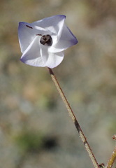 Hermannia diversistipula diversistipula