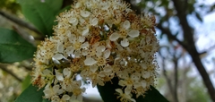 Photinia × fraseri