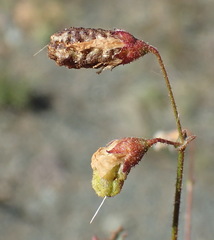 Hermannia diversistipula diversistipula