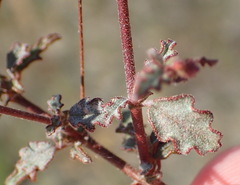 Hermannia diversistipula diversistipula