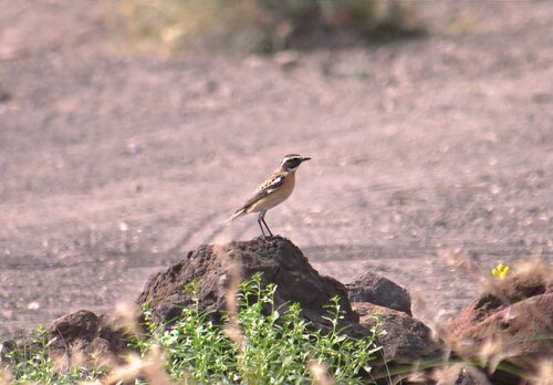 Whinchat
