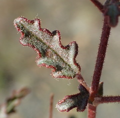 Hermannia diversistipula diversistipula