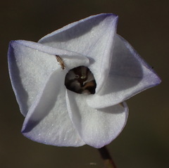 Hermannia diversistipula diversistipula