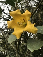 Schultesianthus odorifer