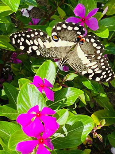 Citrus Swallowtail