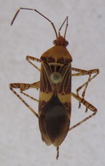 Hypselonotus lineatus
