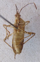Hypselonotus lineatus