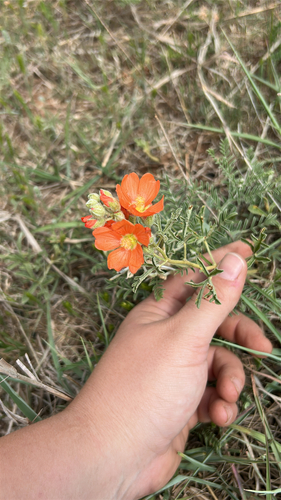 Scarlet Globemallow