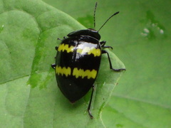 Prepopharus bitaeniatus