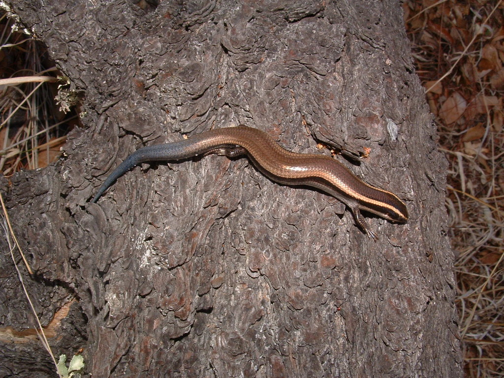 Mexican Shortnose Skink