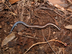 Plestiodon bilineatus