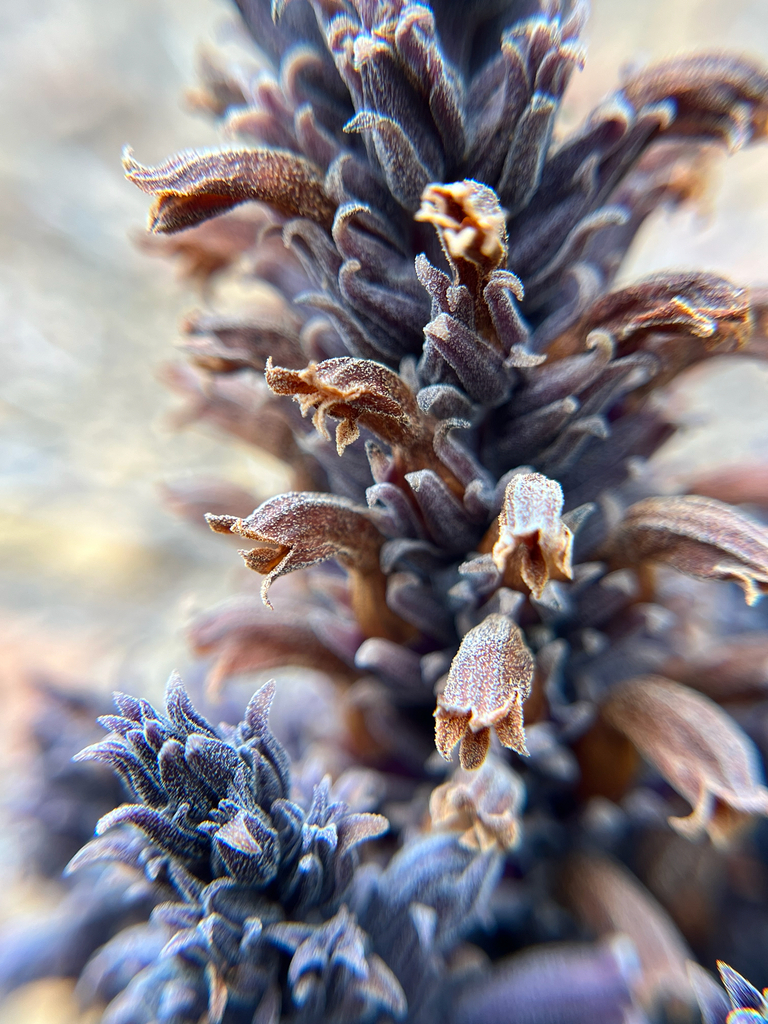 Chaparral Broomrape