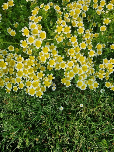 Limnanthes douglasii, photograph 4