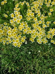 Limnanthes douglasii, photograph (c) Sean Crocker, some rights reserved (CC BY)